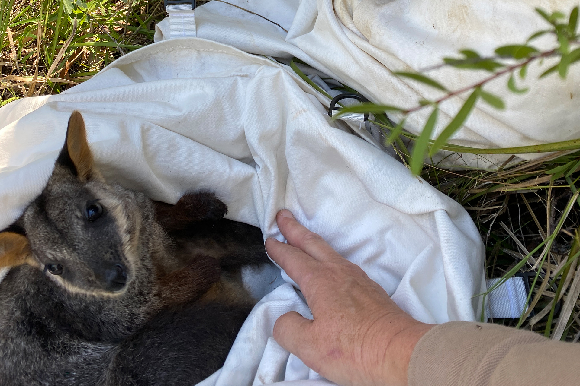 Small brush-tailed rock-wallaby in a bag being held open.