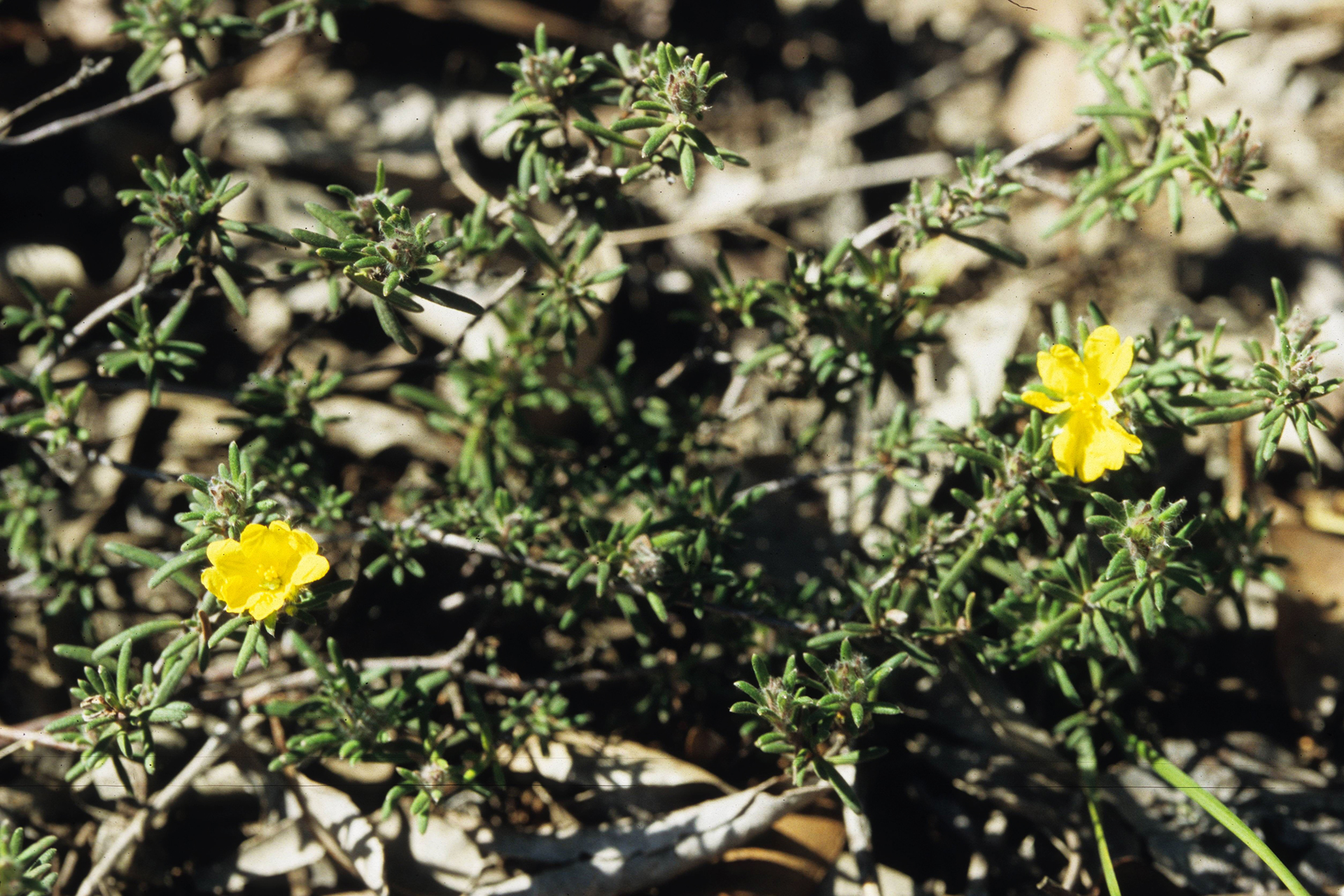 A low, spreading shrub with silky-hairy foliage, linear leaves and yellow flowers with 6 to 9 stamens on one side of 2 carpels.