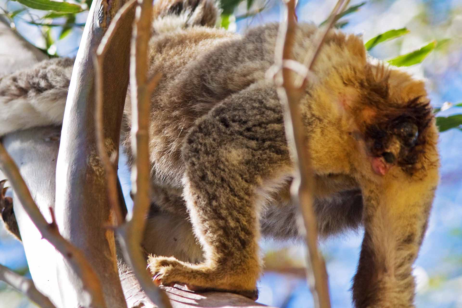 Koala with a brown-stained, wet, or dirty rump.