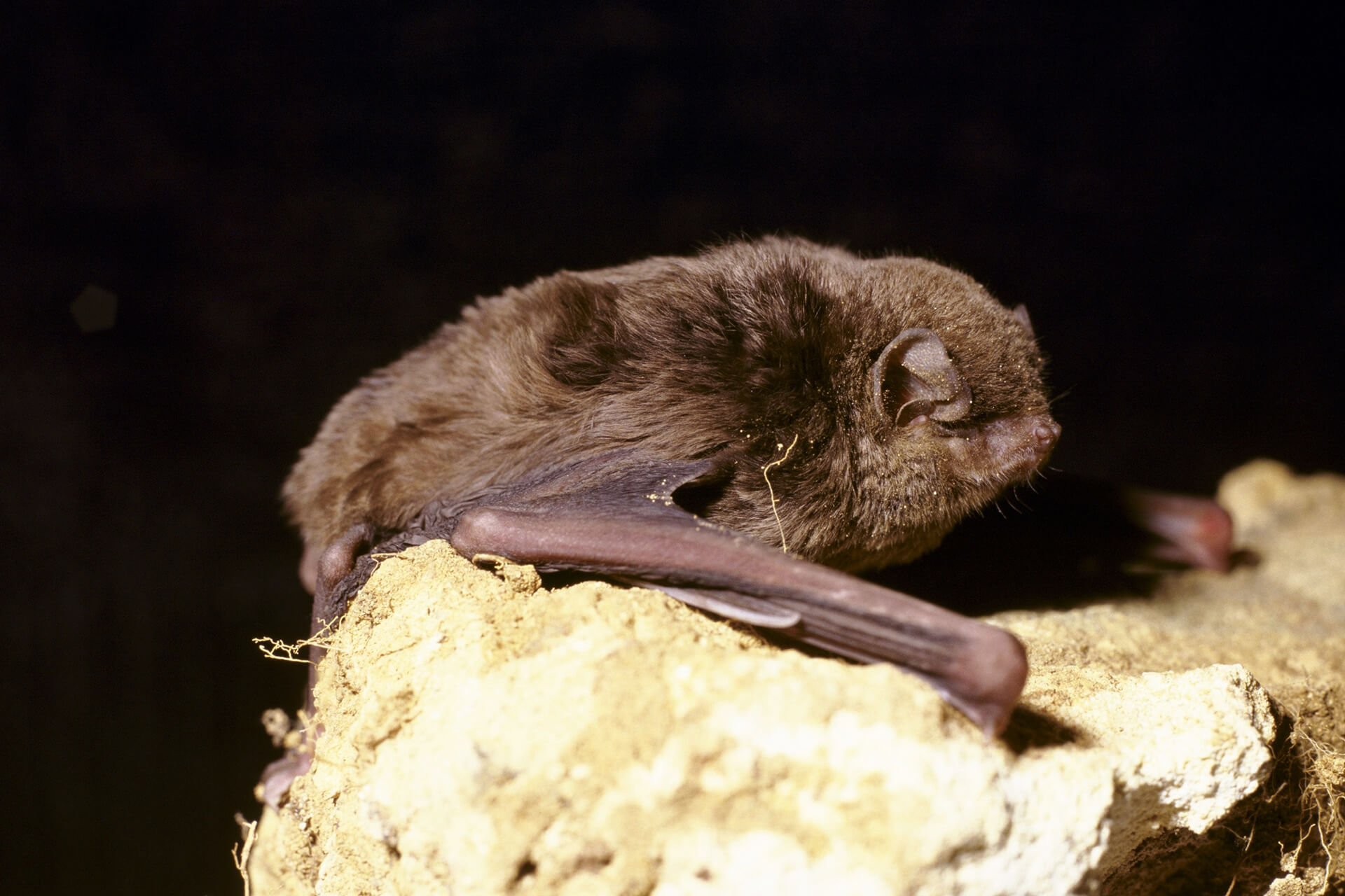 Small brown bat clinging to a rock.