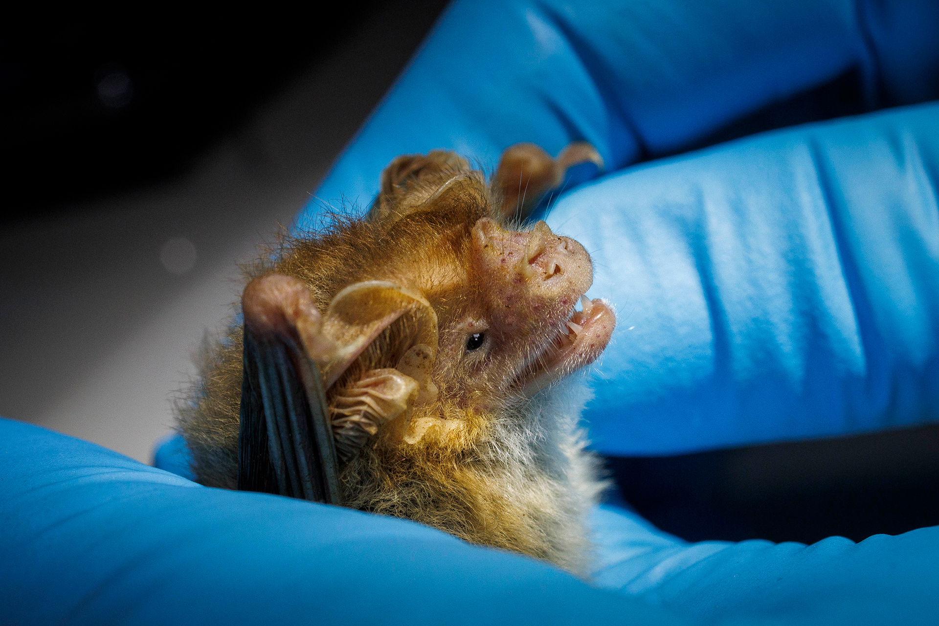 Small bat being gently handled by blue-gloved person.