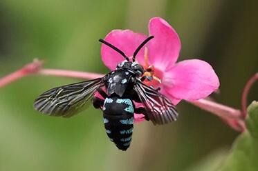 A black bee with blue stripes feeds on a vibrant pink flower