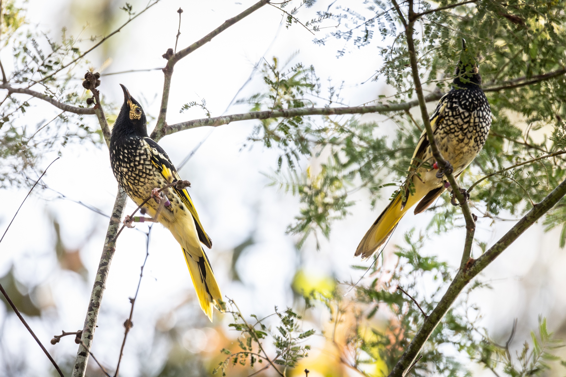 Two yellow and black birds perch in thin tree branches