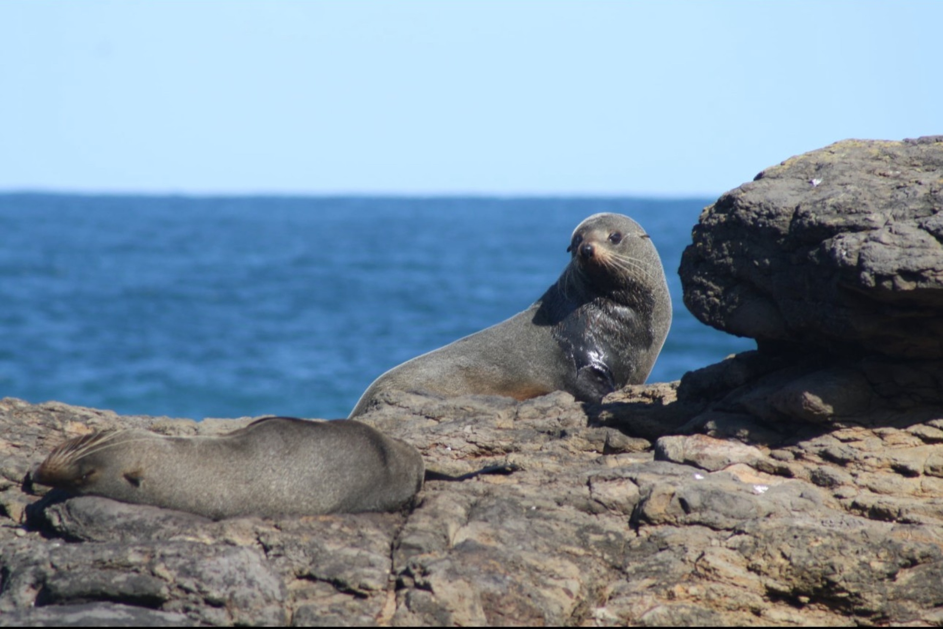 Two seals bask in the sun on rocks next to deep-blue sea