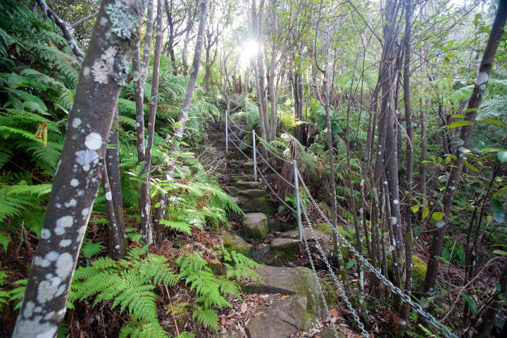 Looking down a staircase made of natural stone steps through dense rainforest-like bush with filtered light in the distance.