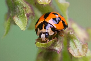 A vibrant orange and black ladybug perched on a green plant