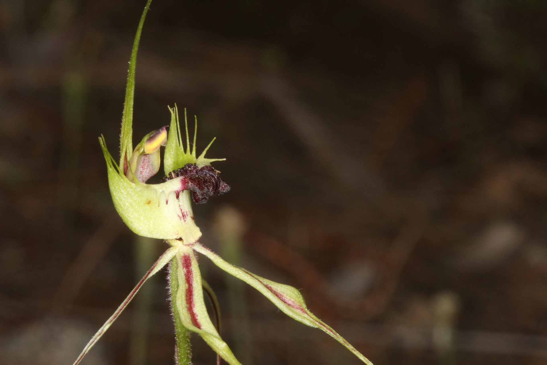 Dramatic orchid with tall green spike and rolling dark red tongue