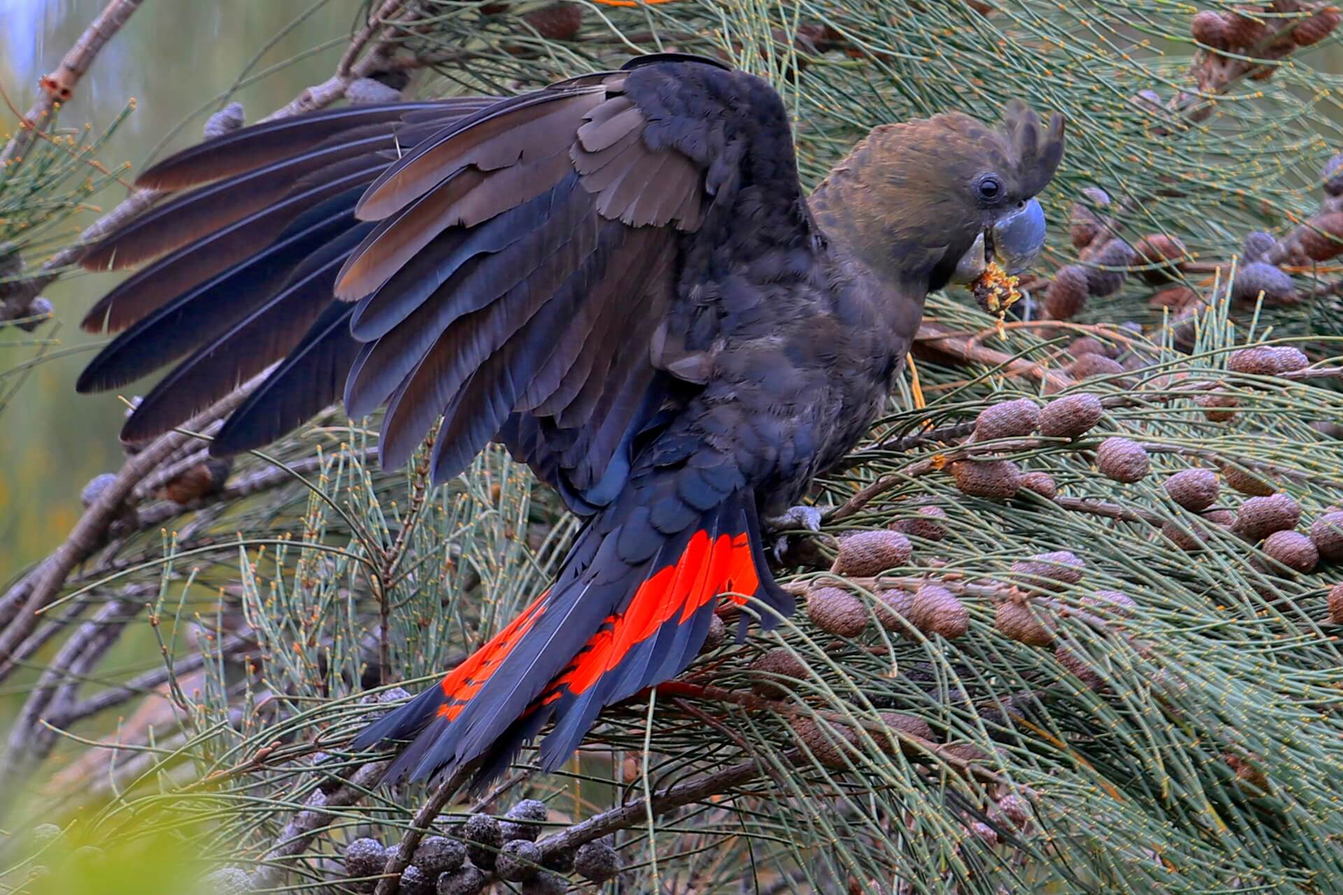 A large black and red cockatoo perched among branches and seed pods spreads its wings