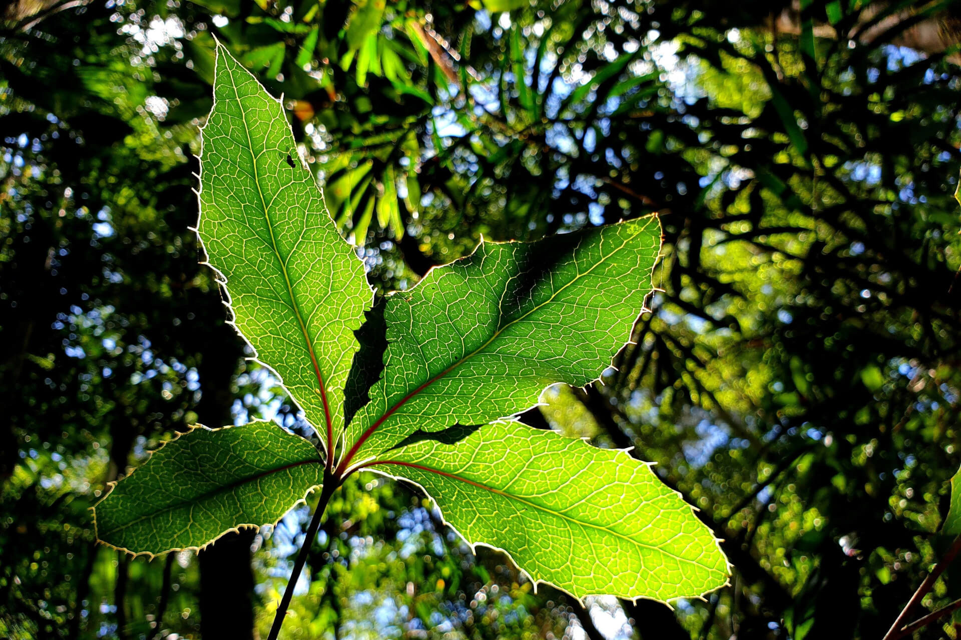 Nightcap oak (Eidothea hardeniana) leaf with the sun shining through it and against a tree canopy