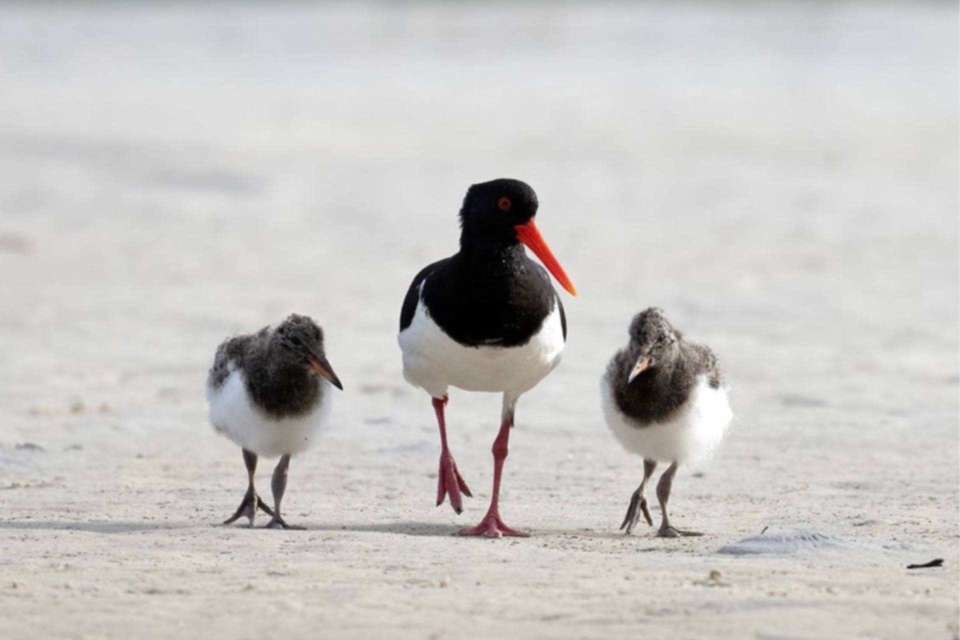 An adult black and white bird walks along the beach accompanied by 2 grey and white chicks