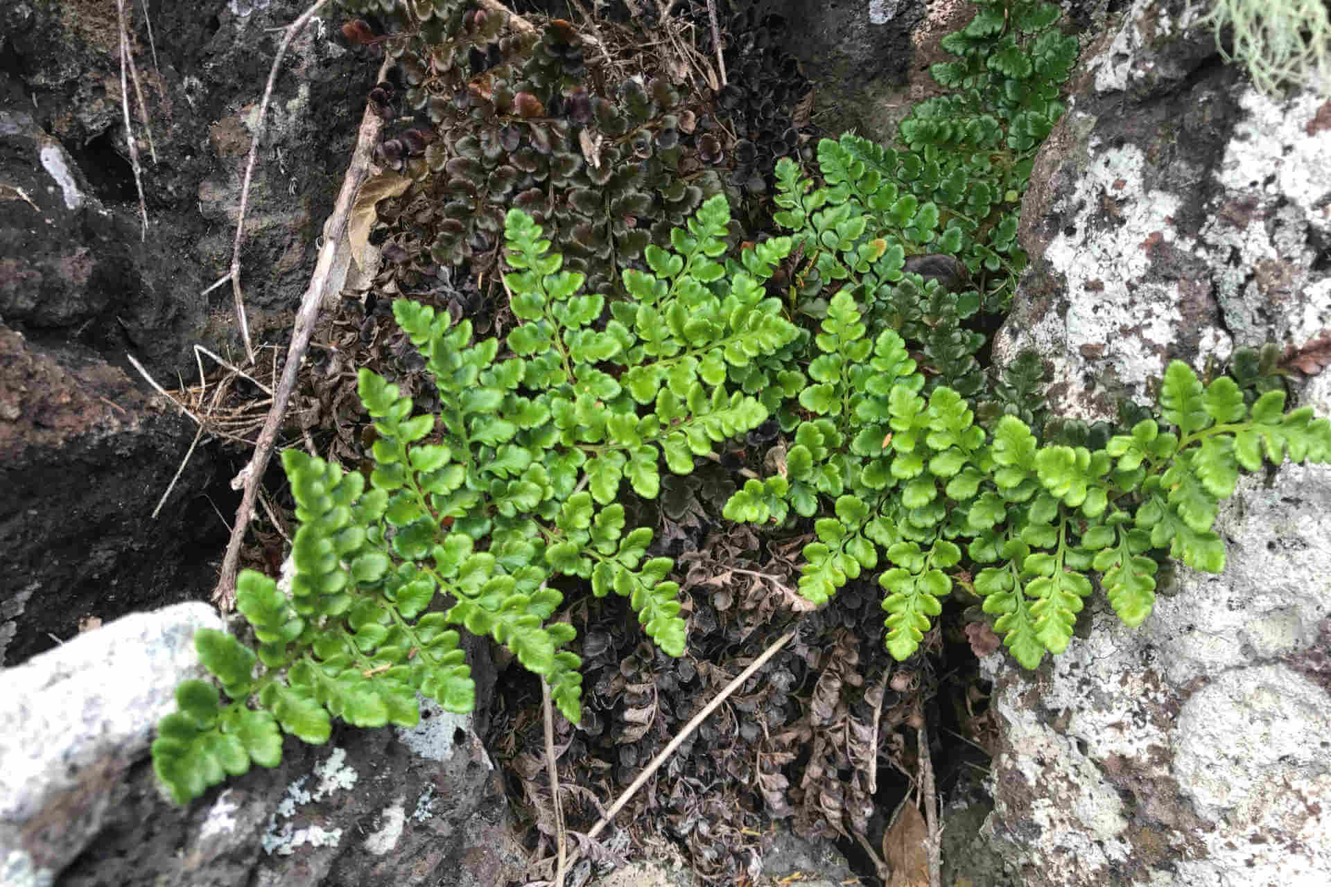 Green fern on a rock