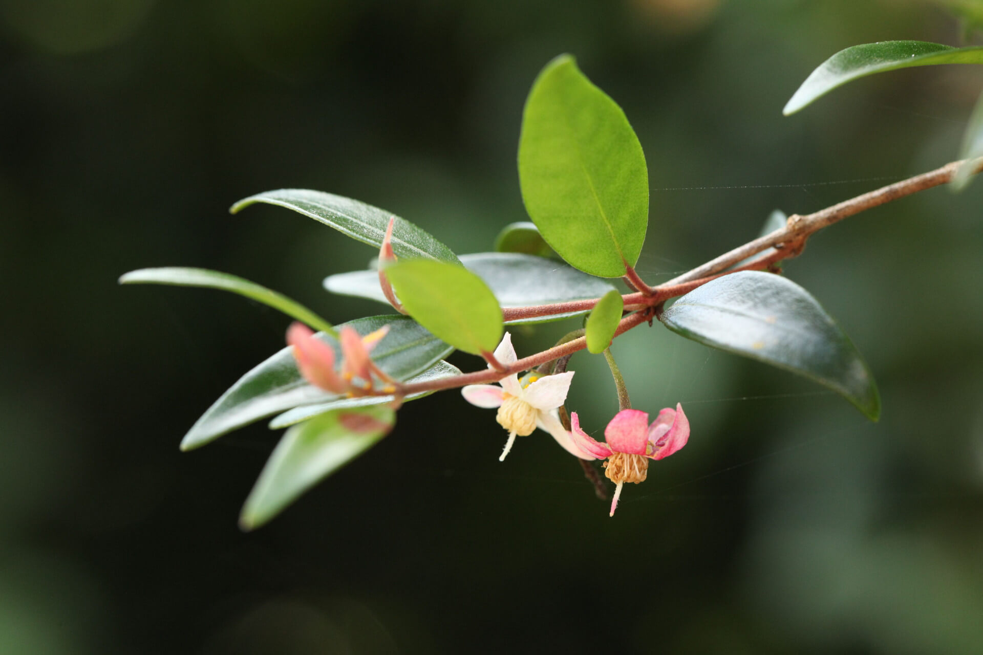 Close-up of a slender branch of peach myrtle (Uromyrtus australis) featuring vibrant green leaves and clusters of tiny pink and white flowers.
