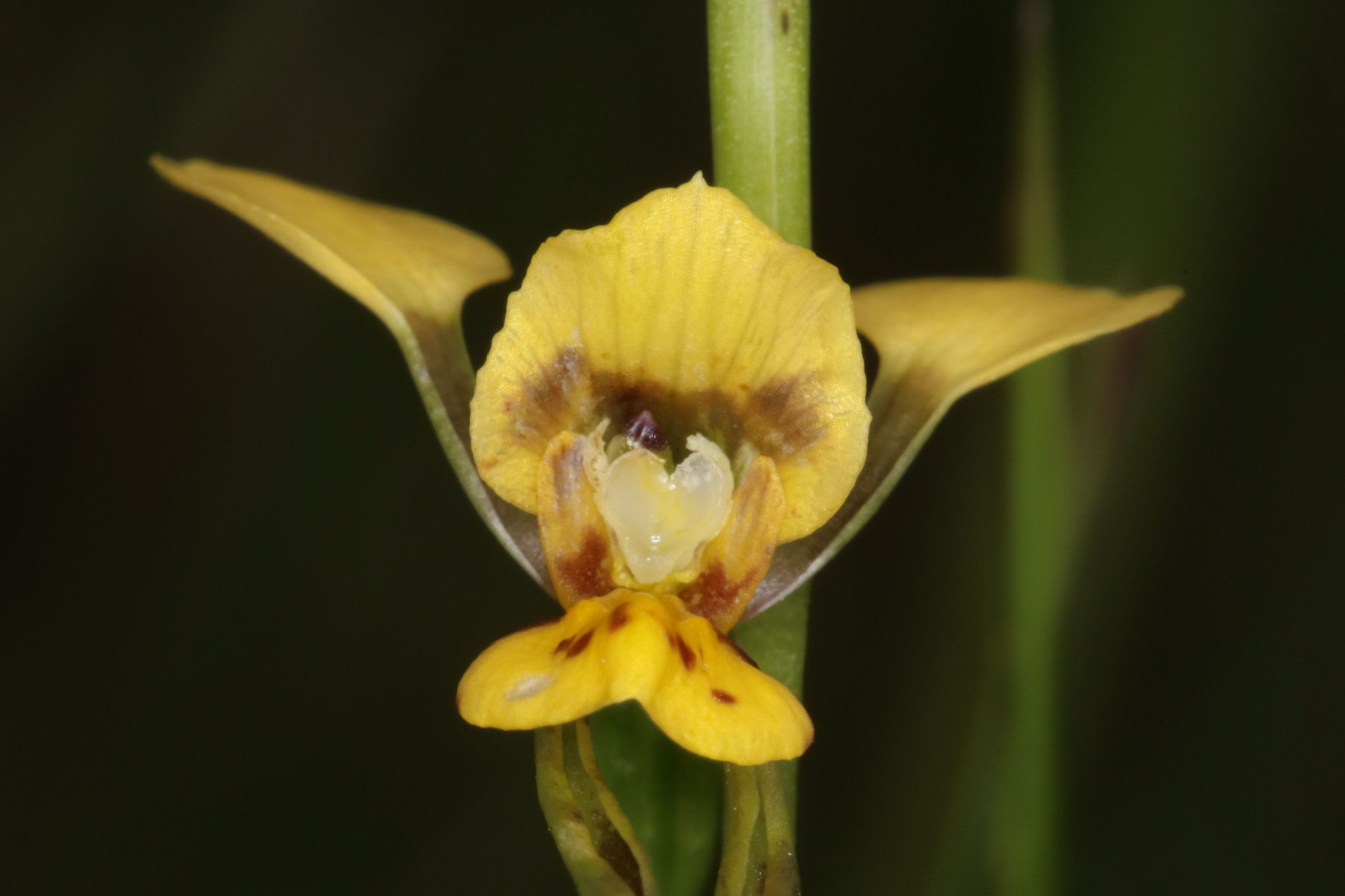 Vibrant yellow Willawarrin Doubletail orchid