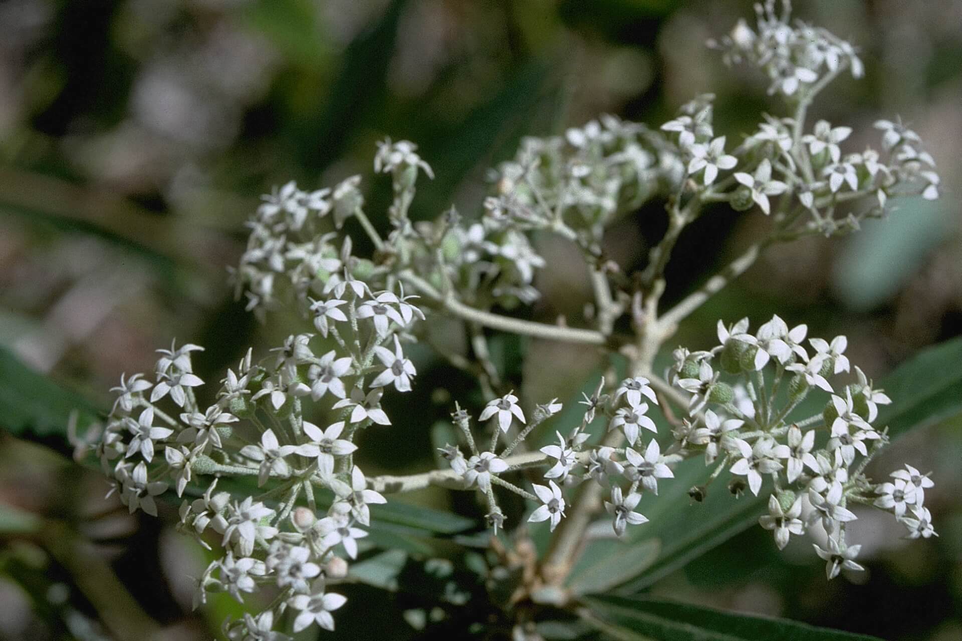 Tiny, white, star-shaped flowers extend from grey-green stalks