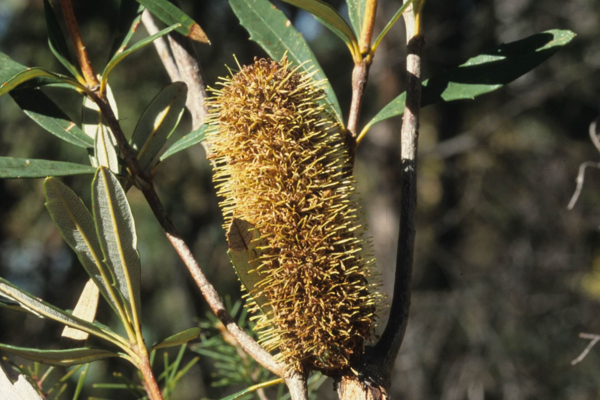 A tall, golden, brush-like flower flanked by brown stems and long, thin, olive-green leaves