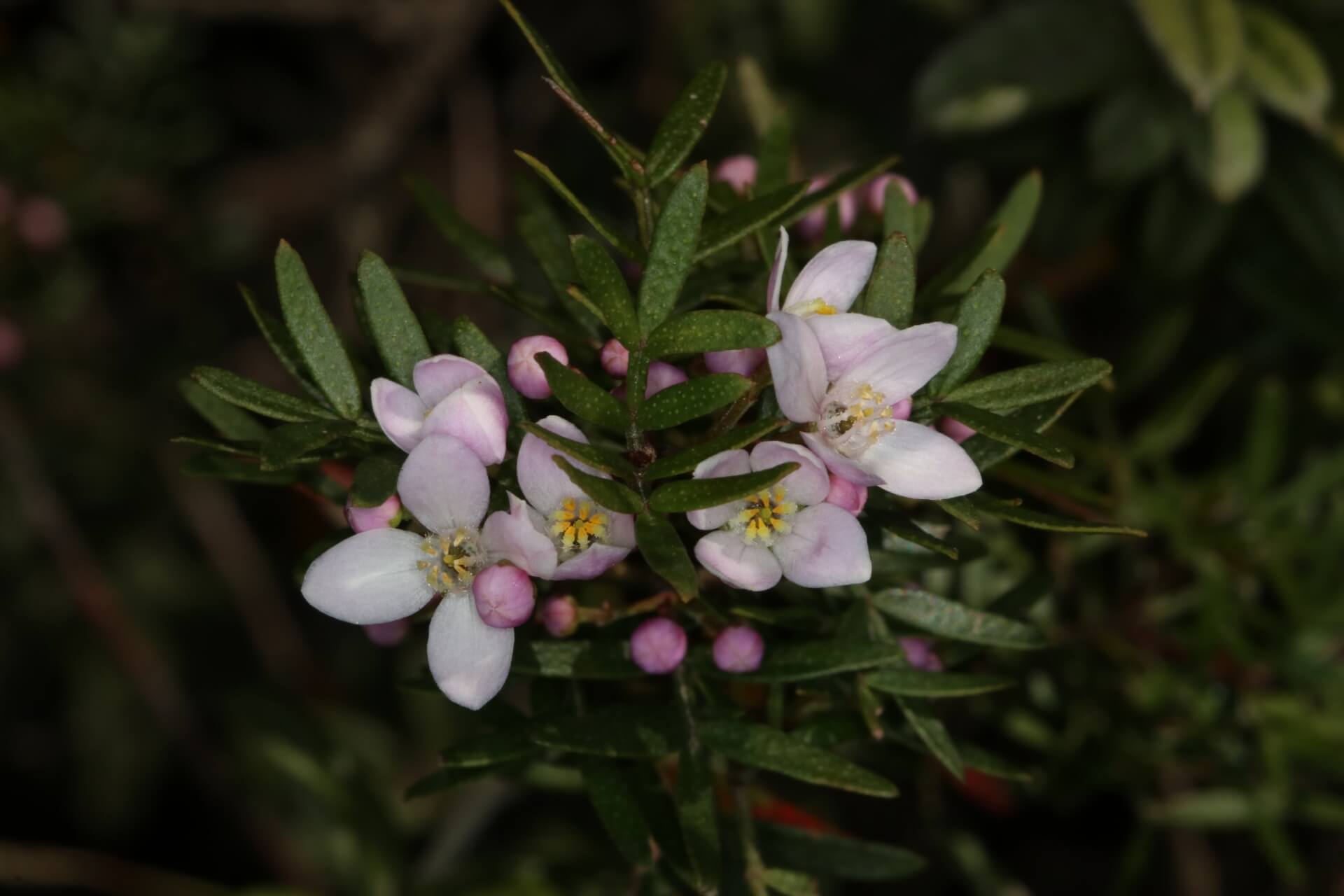 Small, pale pink petals and buds clustered around small, dark green leaves