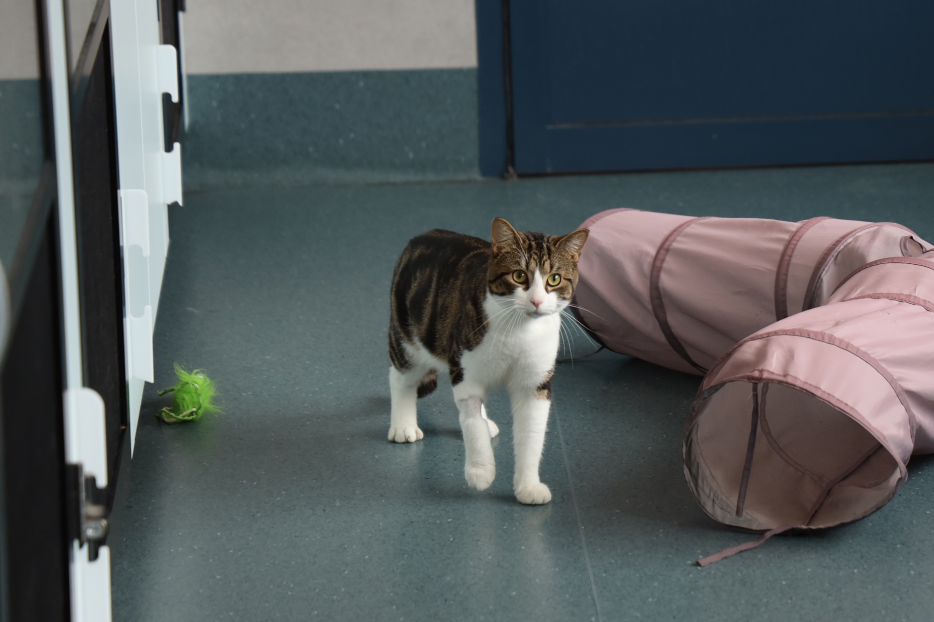 A small brown and white cat stands next to a small cat toy and play tunnel