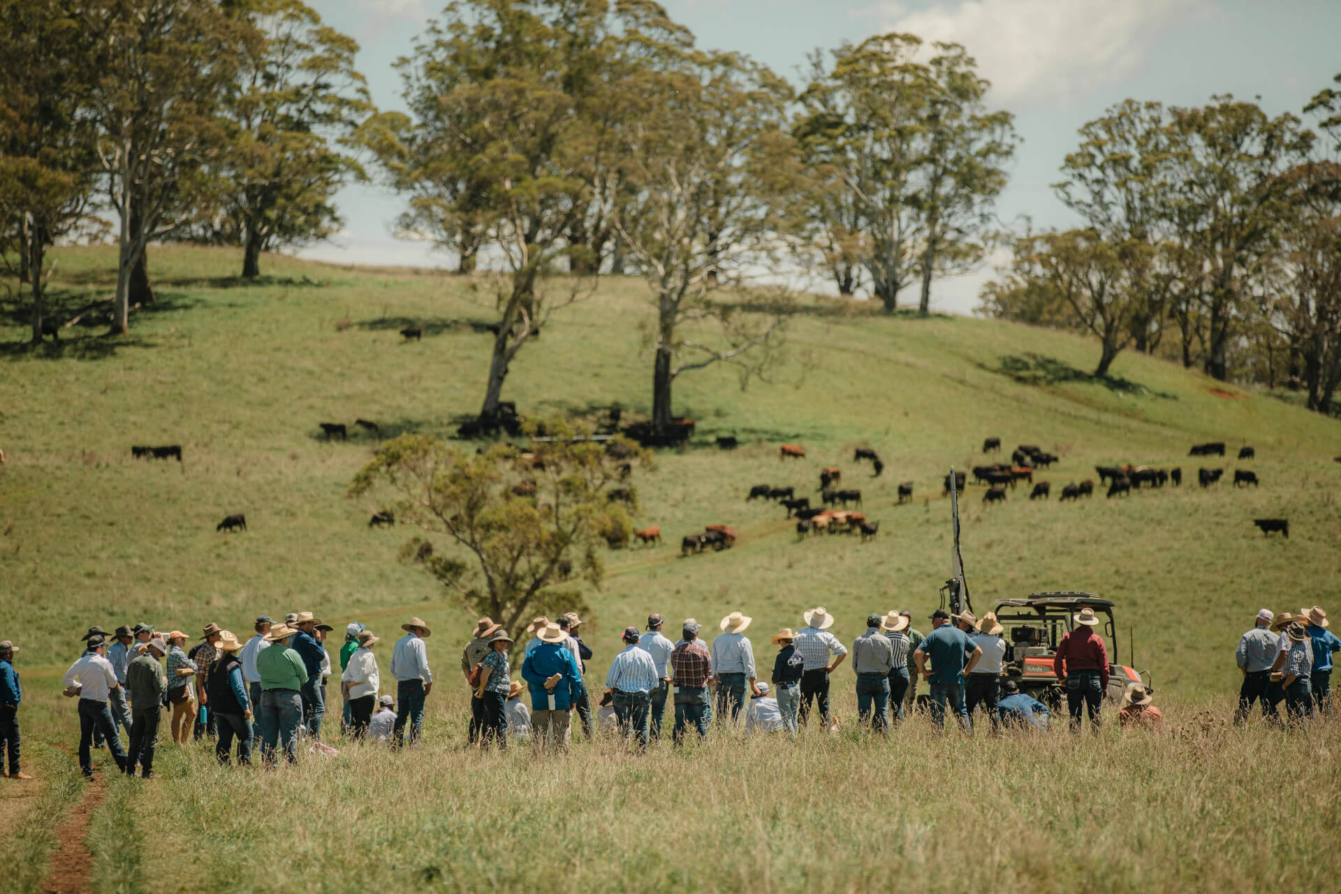 Group of people stand in a grassy paddock watching cattle graze on a lush green hills with plenty of trees