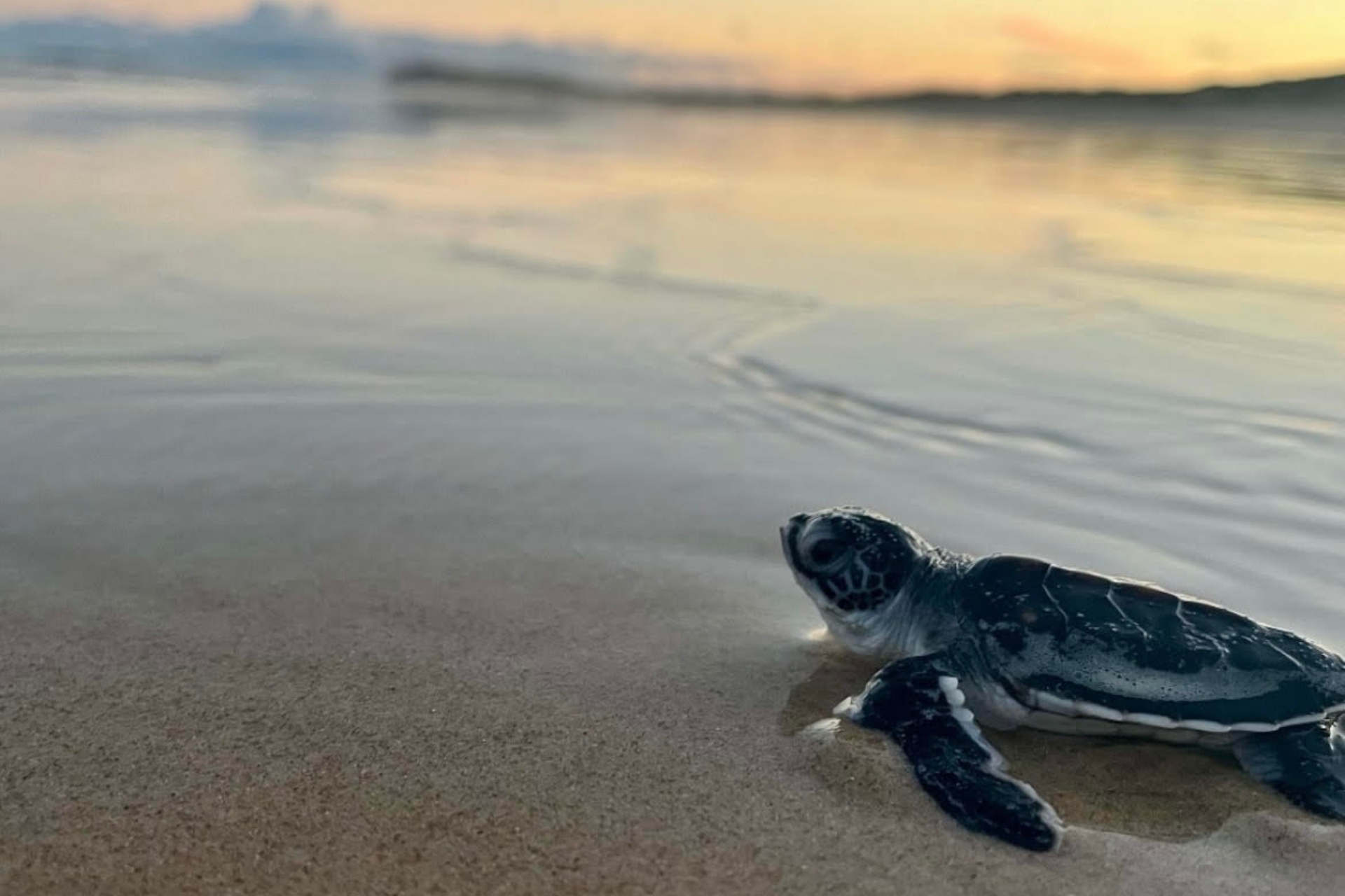 A small turtle rests on wet sand at sunset