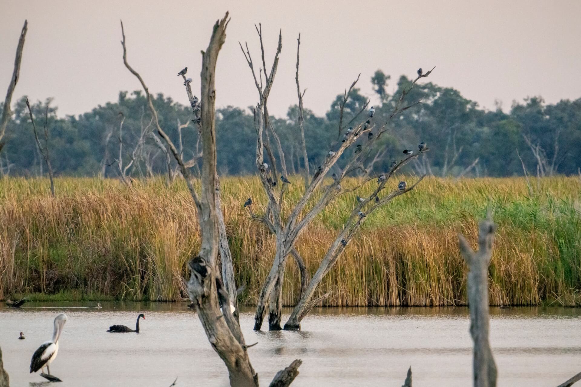 A variety of birds including a pelican perch on dead tree trunks in a lake. In the backdrop there are tall reeds and beyond these distant trees.