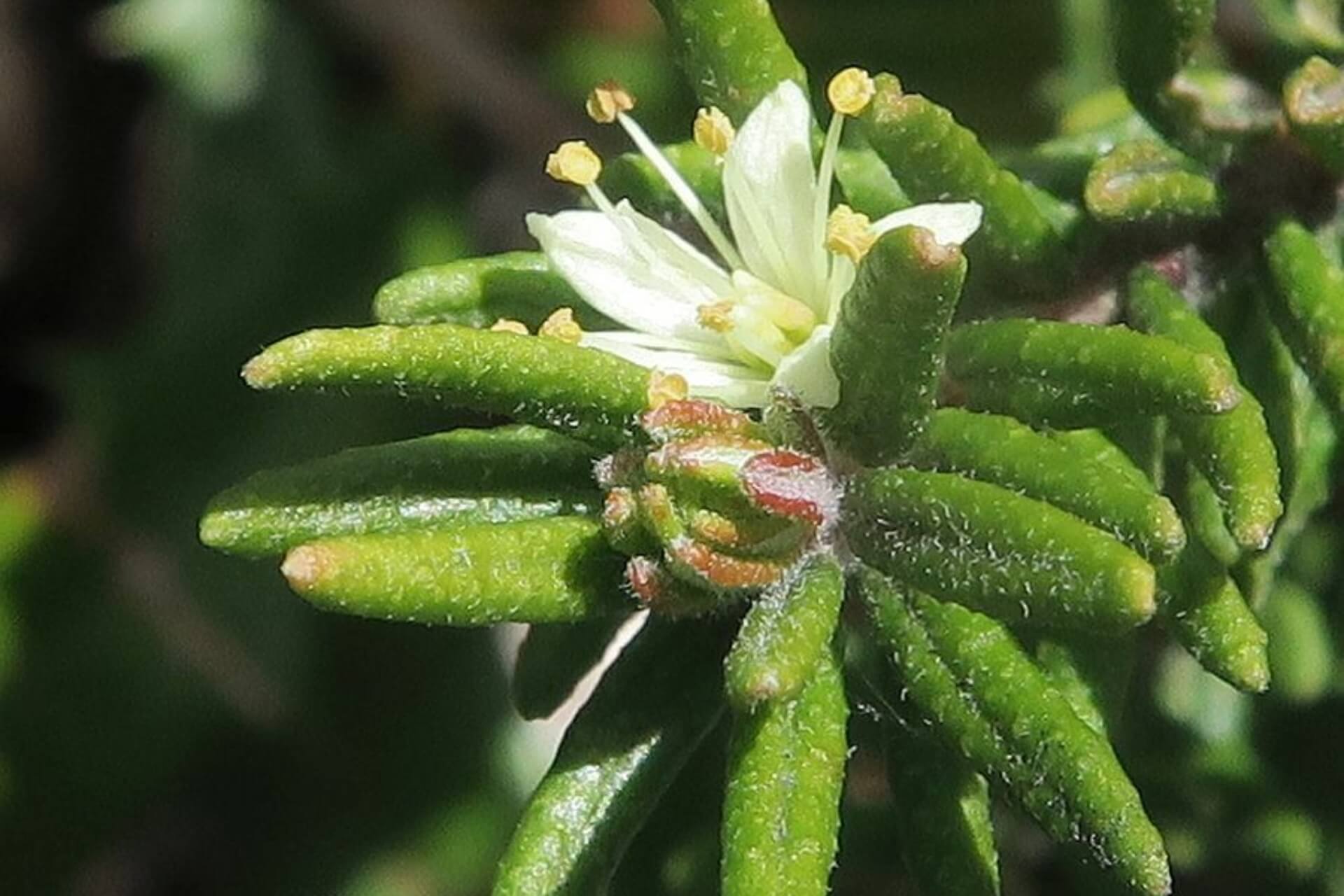 A small white flower set in a cluster of fleshy, pale green leaves
