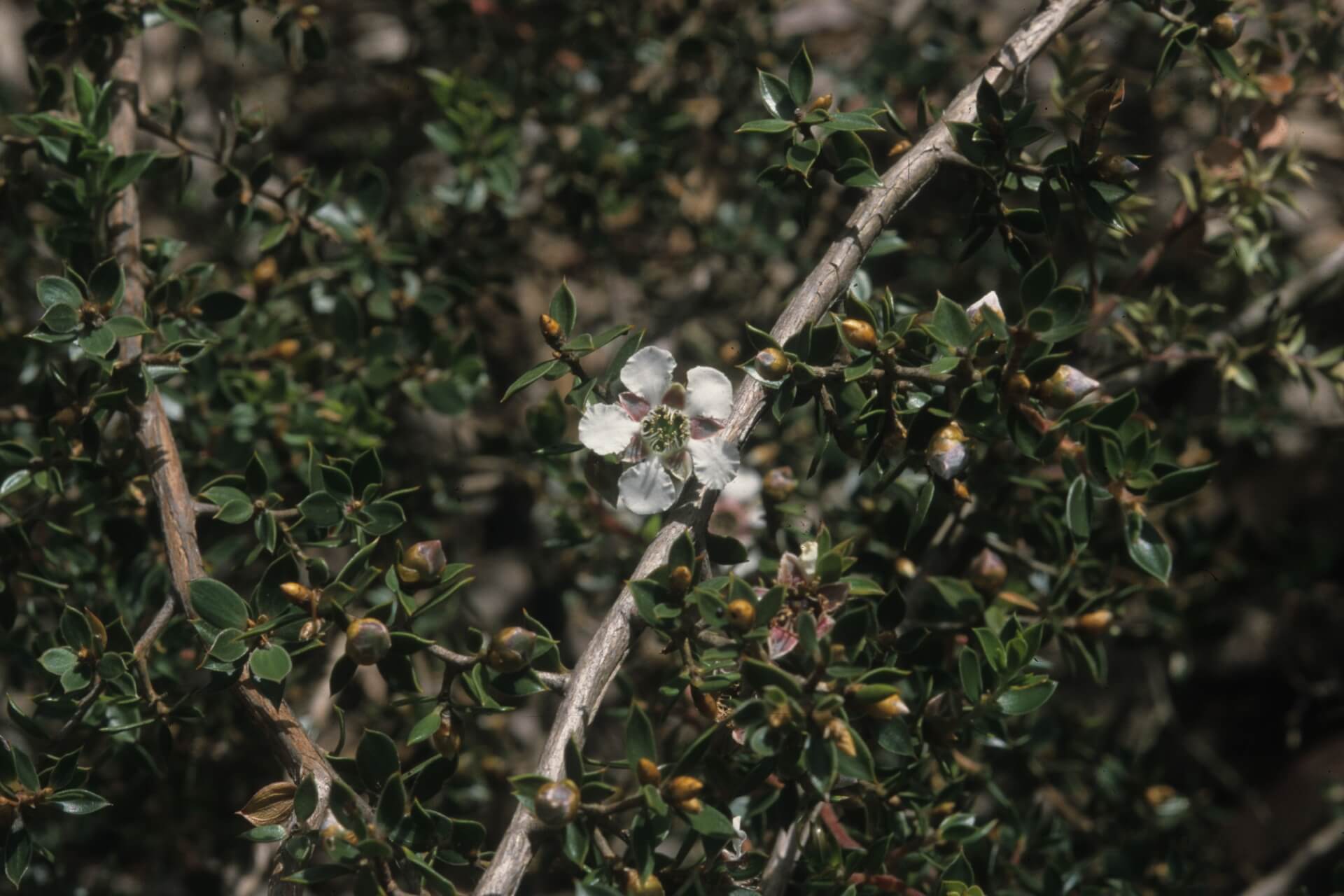 A small white flower against a backdrop of thin branches and small, dense, dark green leaves