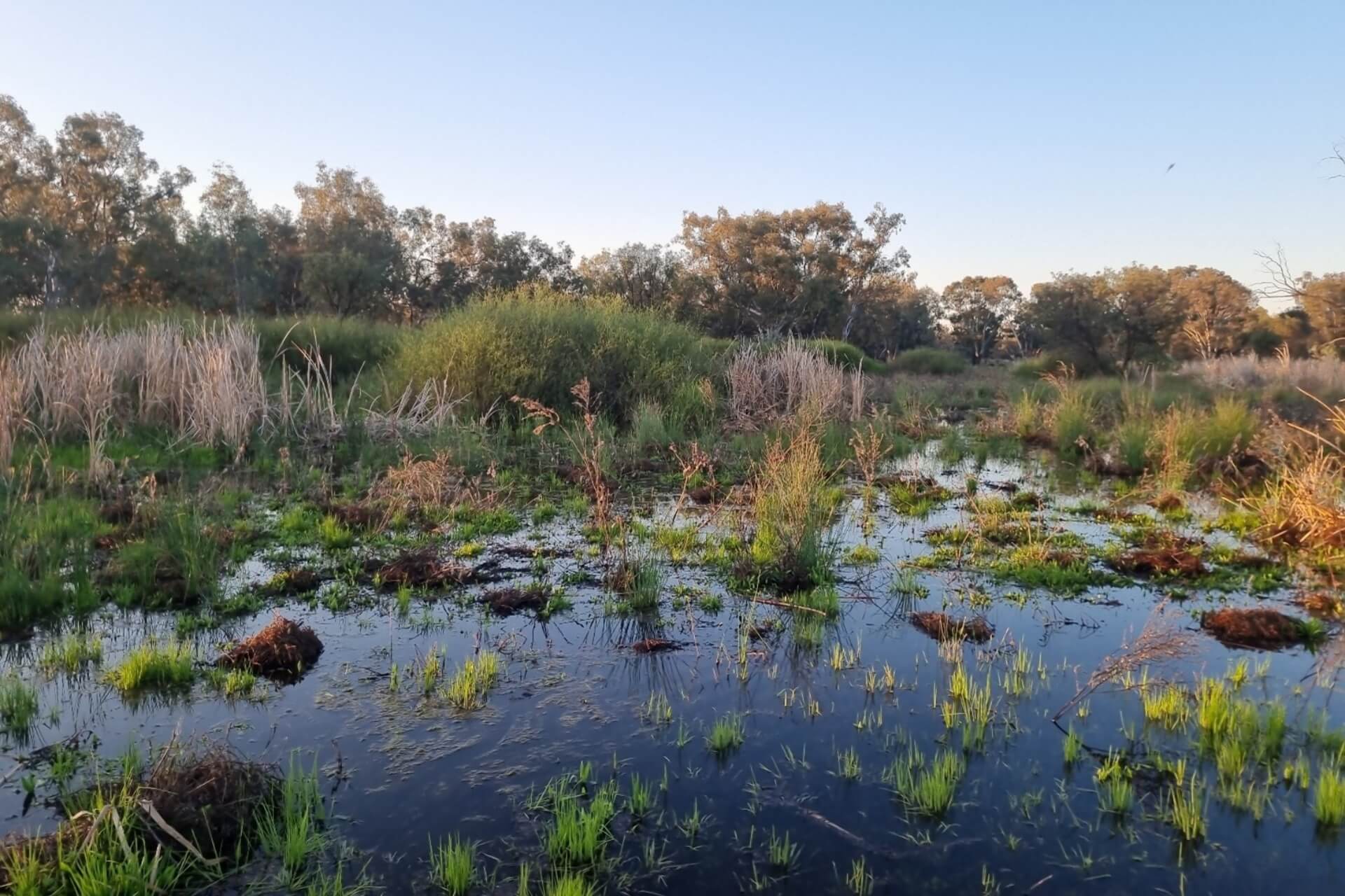 A marshy environment with reeds and other wetland vegetation in the foreground and trees in the background under blue sky