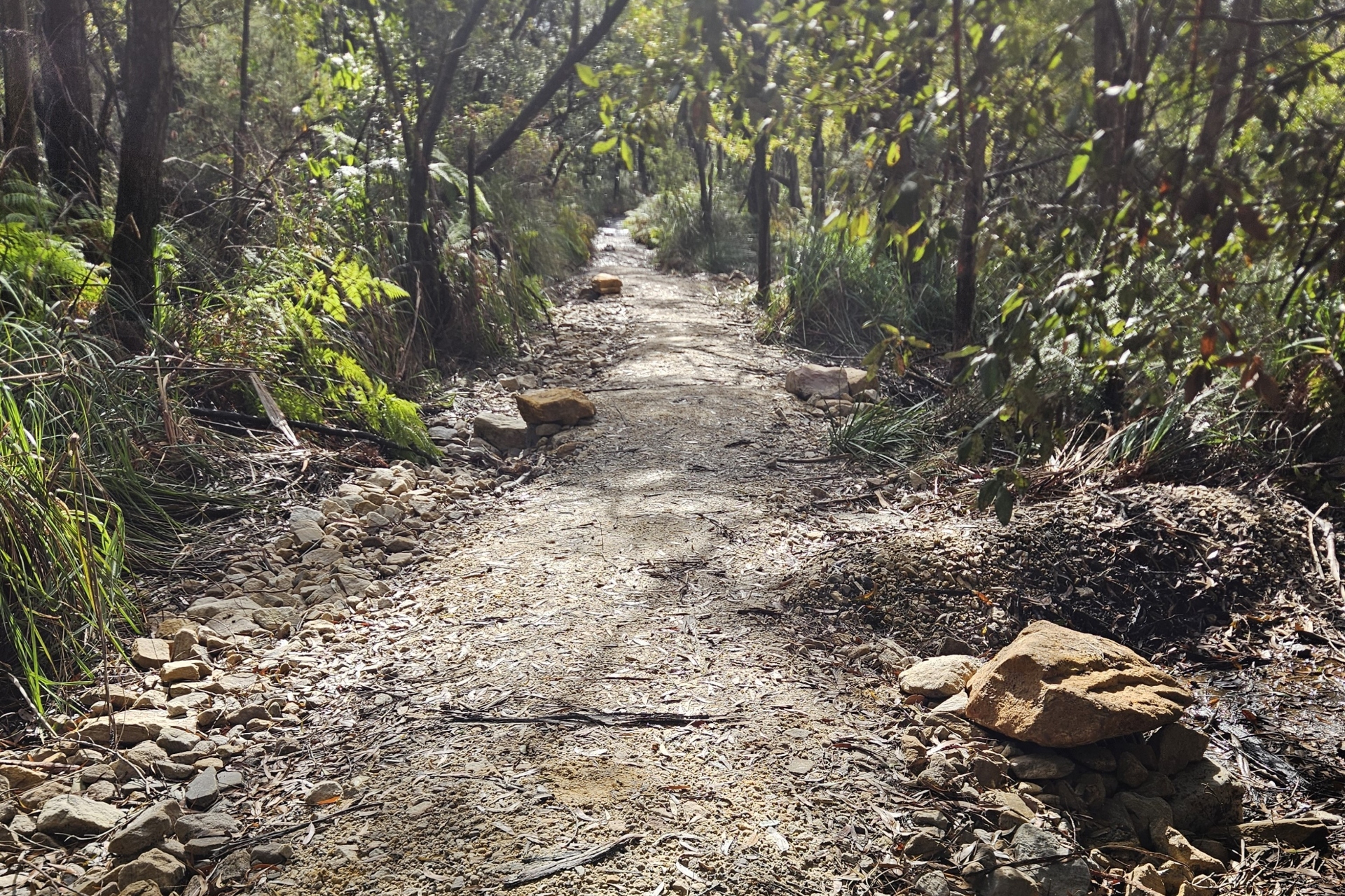 A muddy path lined with rocks extends through thick vegetation
