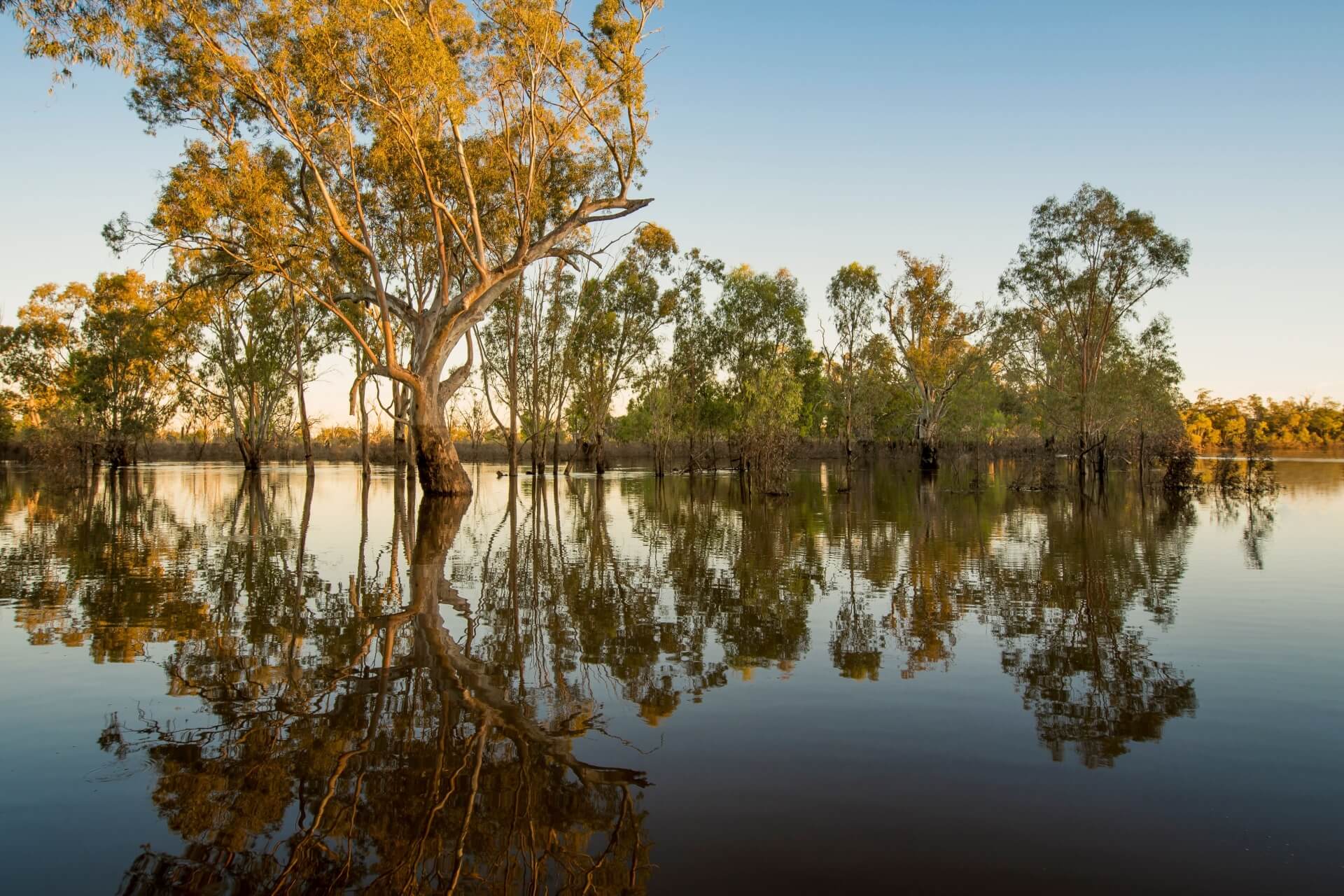 At sunset, several towering gum trees rising from the river are reflected in the water