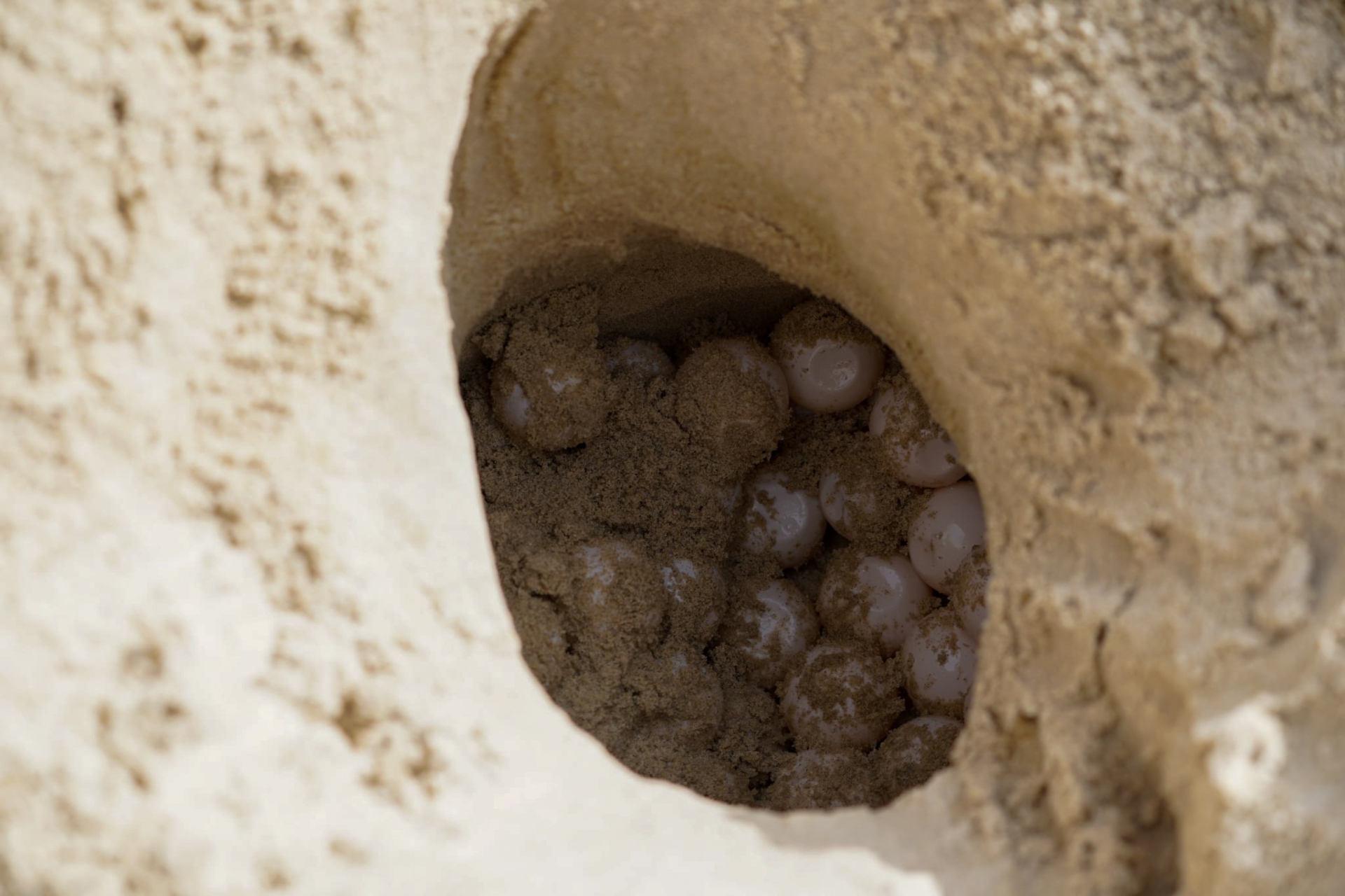 A large cluster of eggs nestled in a deep hole in sand