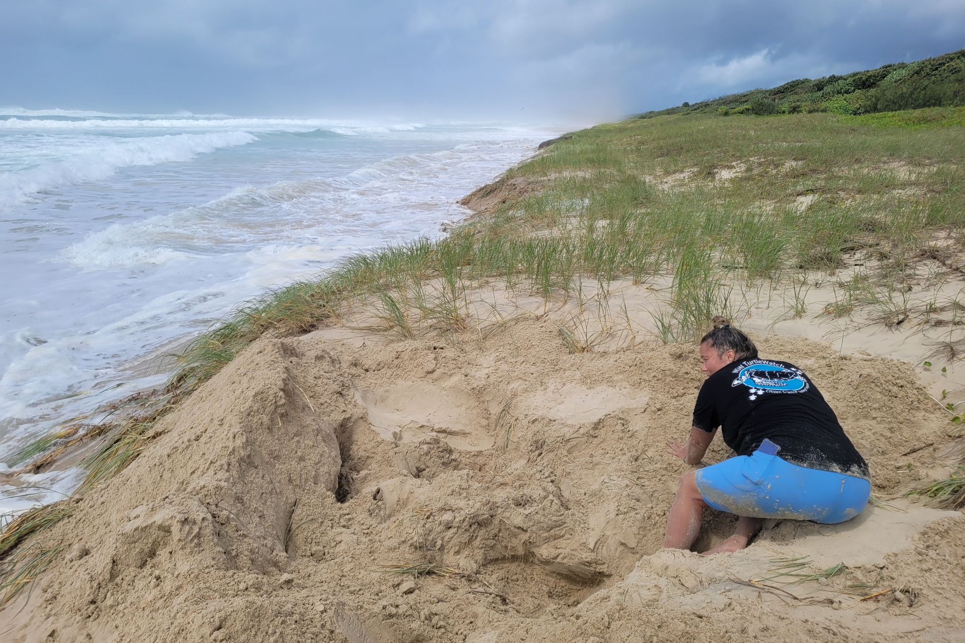 A woman digs in sand dunes as large waves crash onto the beach, under a stormy sky
