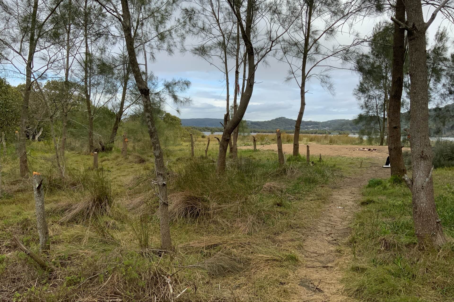 A grassy clearing where small trees have been lopped off in an act of vandalism