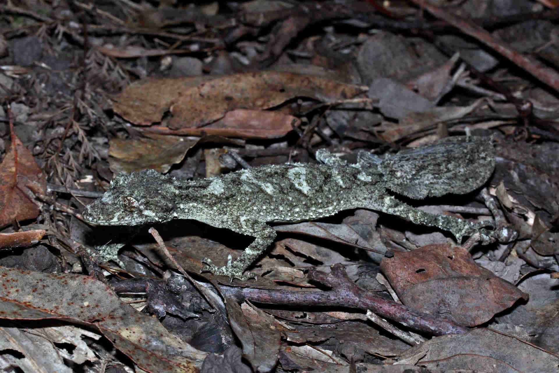 Leaf-tailed gecko with long spindly limbs and rough textured skin camouflaged in bush when lying flat against tree trunk