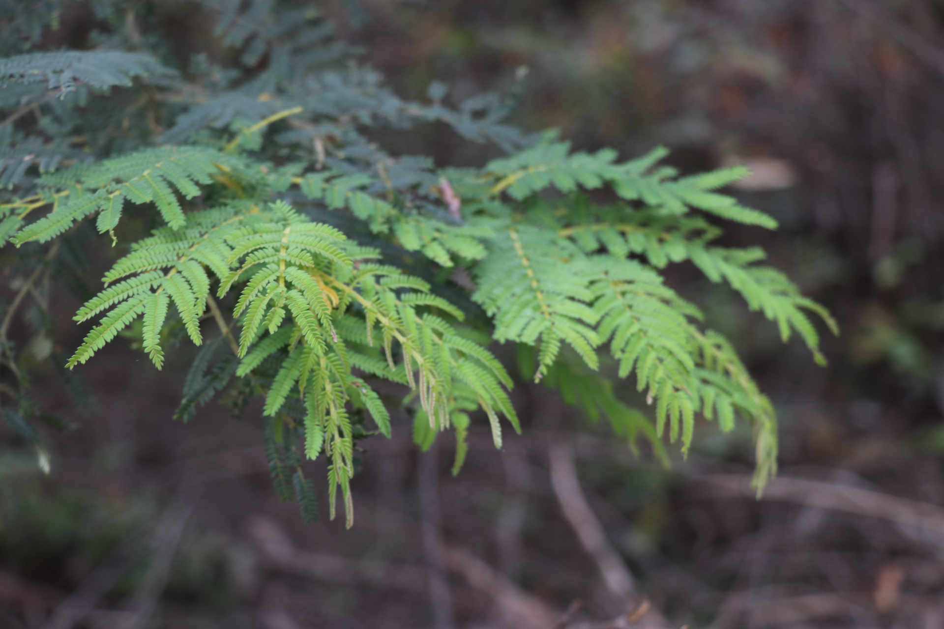 Dense, feathery and hairly green leaves