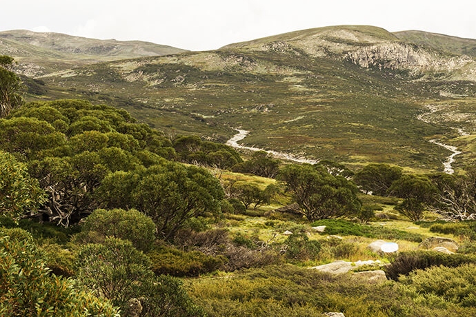 Outlook over an alpine landscape with trees and low-growing vegetation in the foreground and rounded mountain peaks in the background