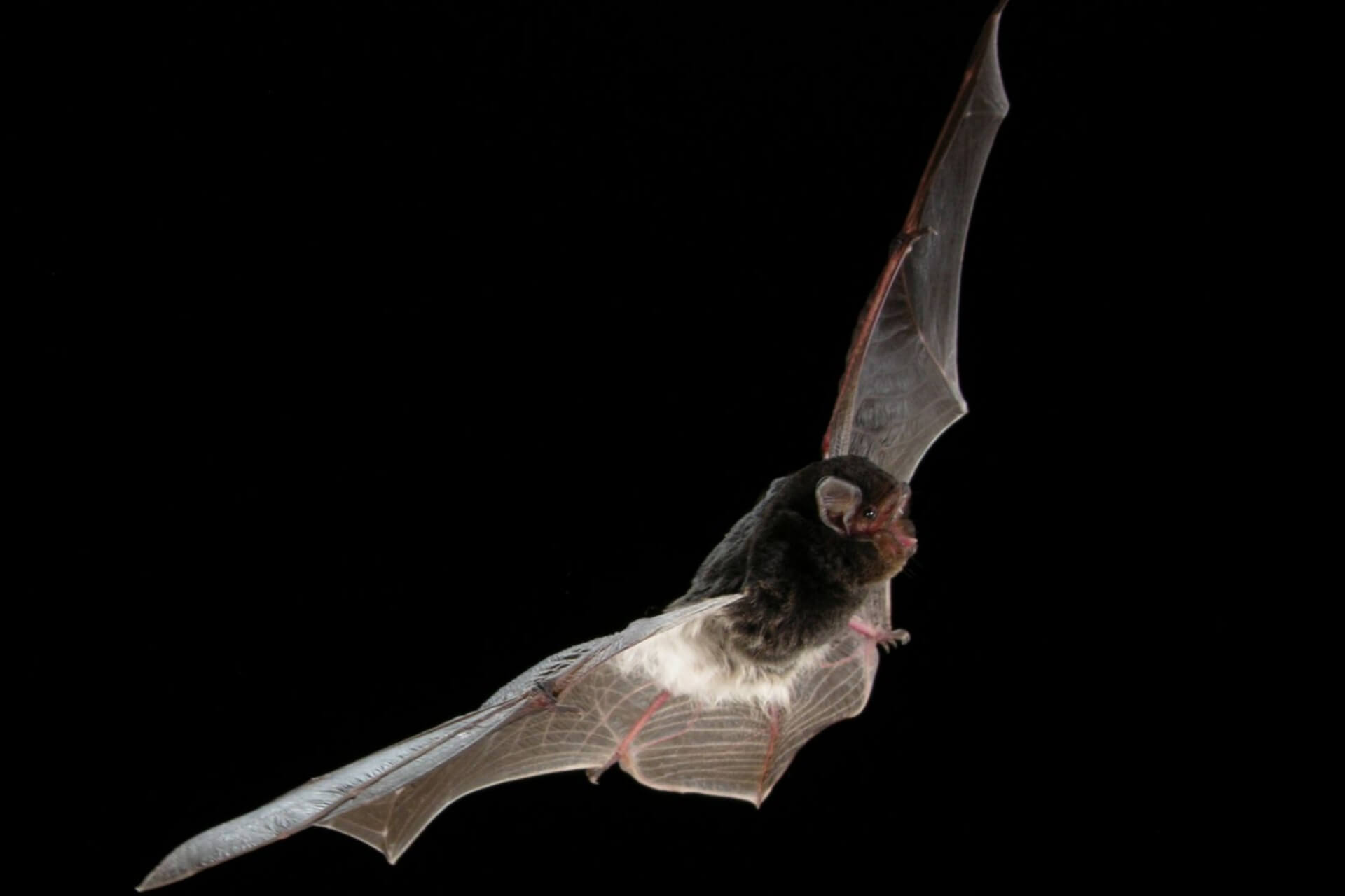 A small bat with wings extended in flight in the night sky