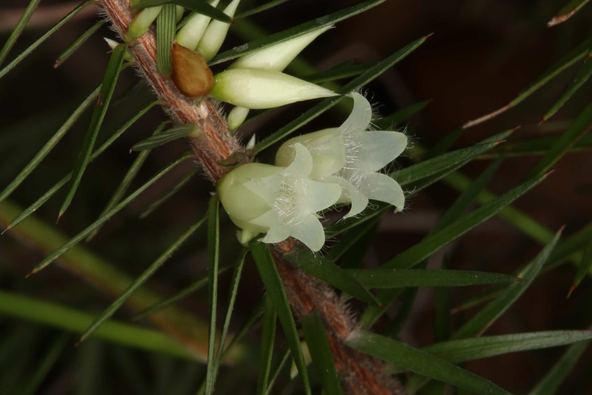 White or yellowish flowers surrounded by compact, narrow, erect, sharply-pointed leaves