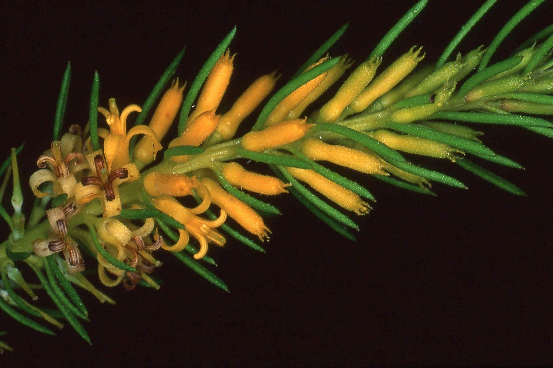 Small, channelled, needle-like leaves and yellow tubular flowers