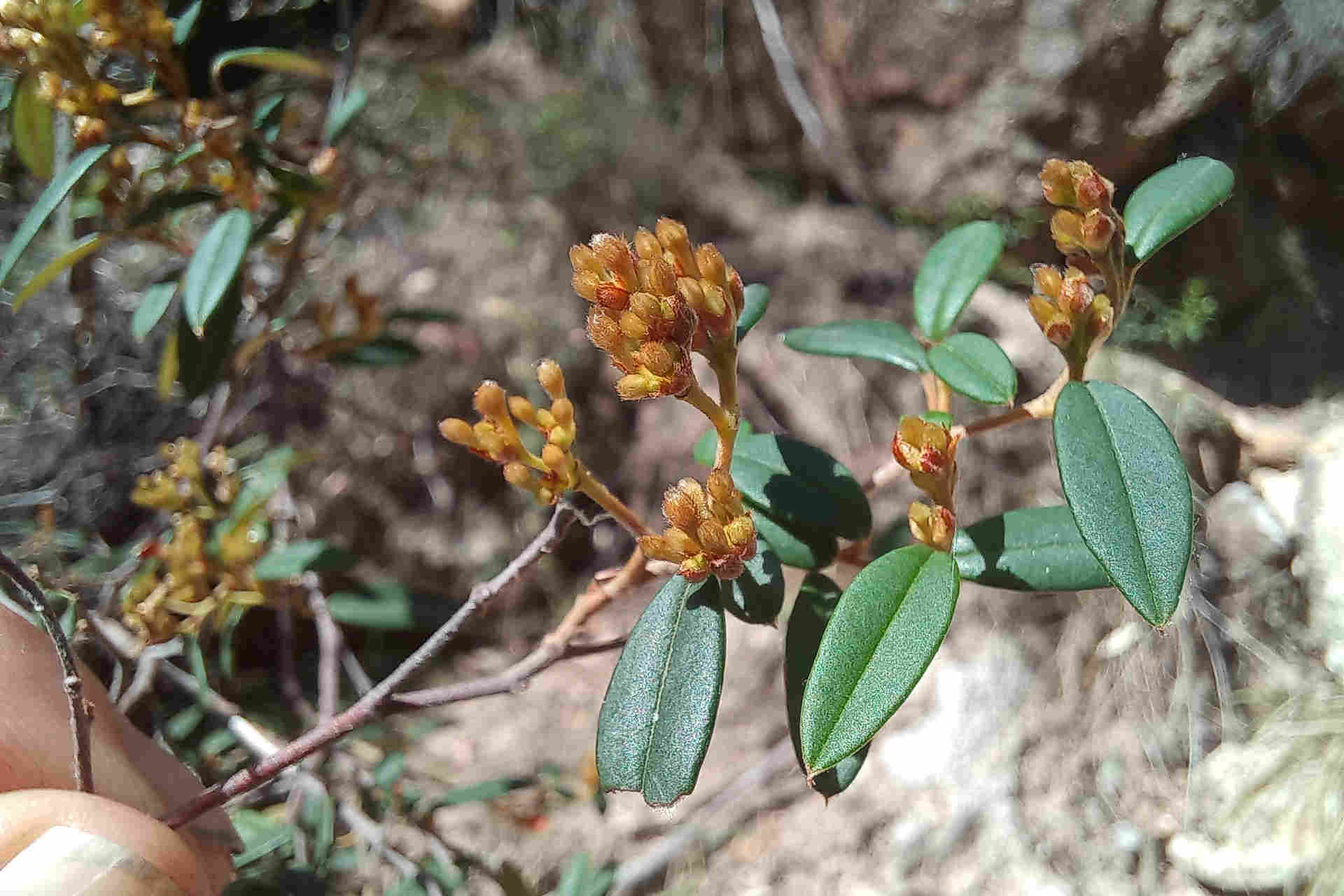 A shrub with silky-hairy new growth, narrowly elliptic leaves and panicles of brownish flowers