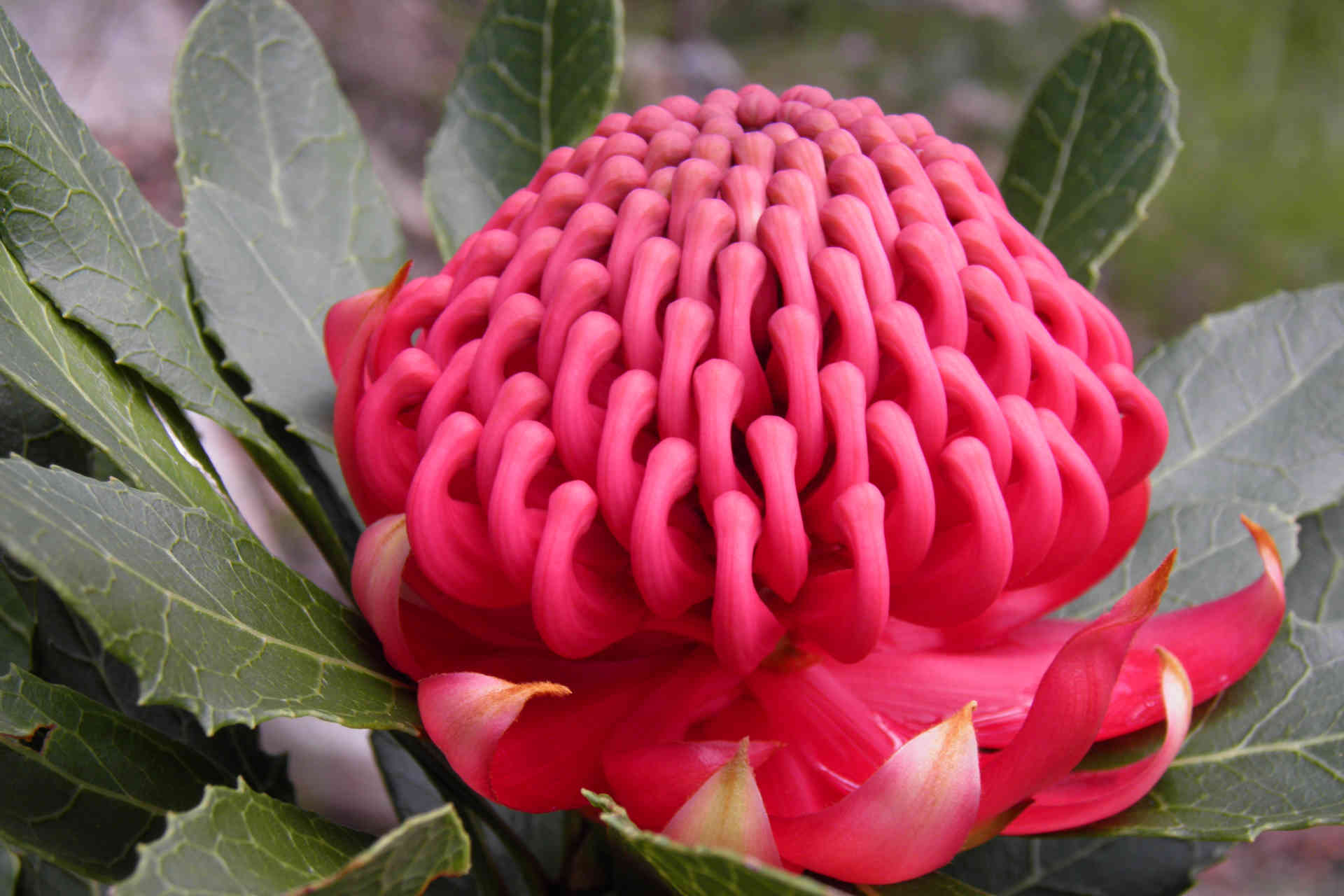 A large domed, bright red flowerhead ringed by bracts