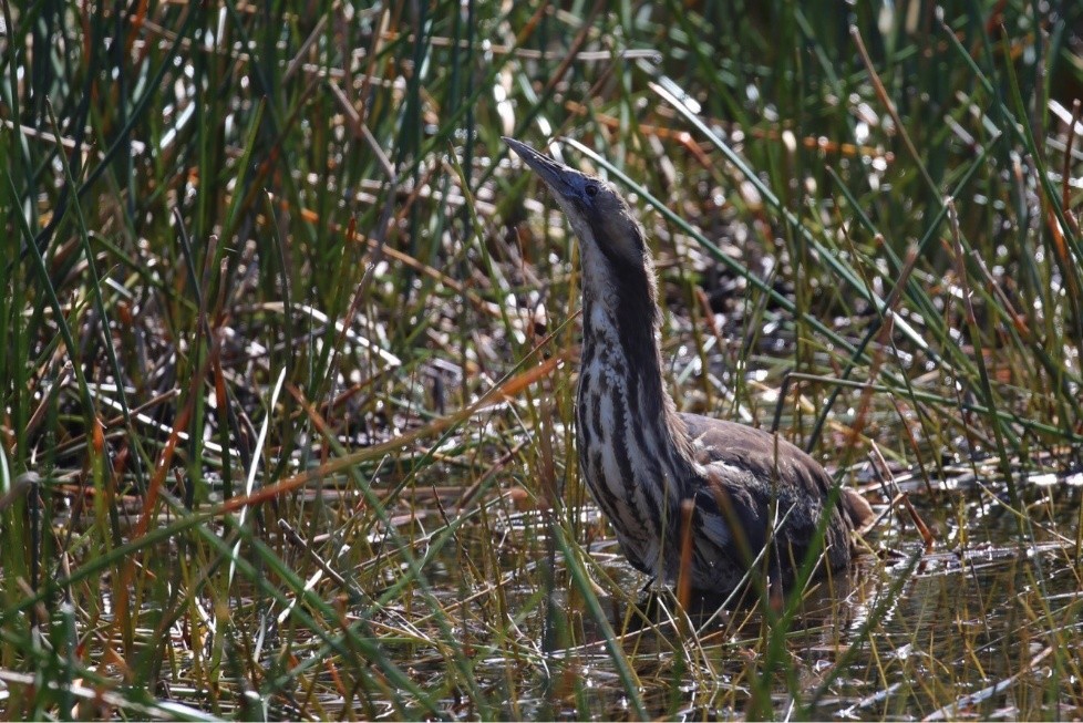Australasian bittern standing in shallow water among wetland reeds.