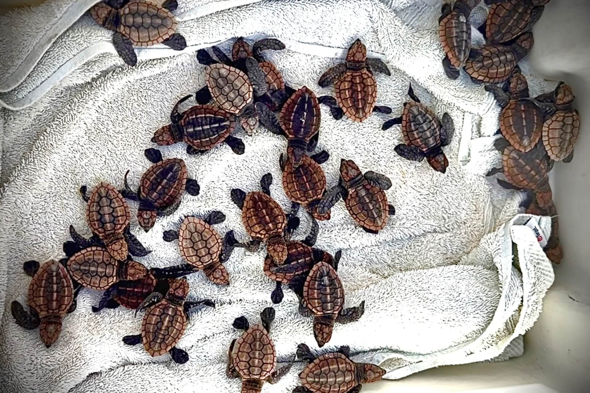 A plastic tub full of tiny turtles nestled on a white towel