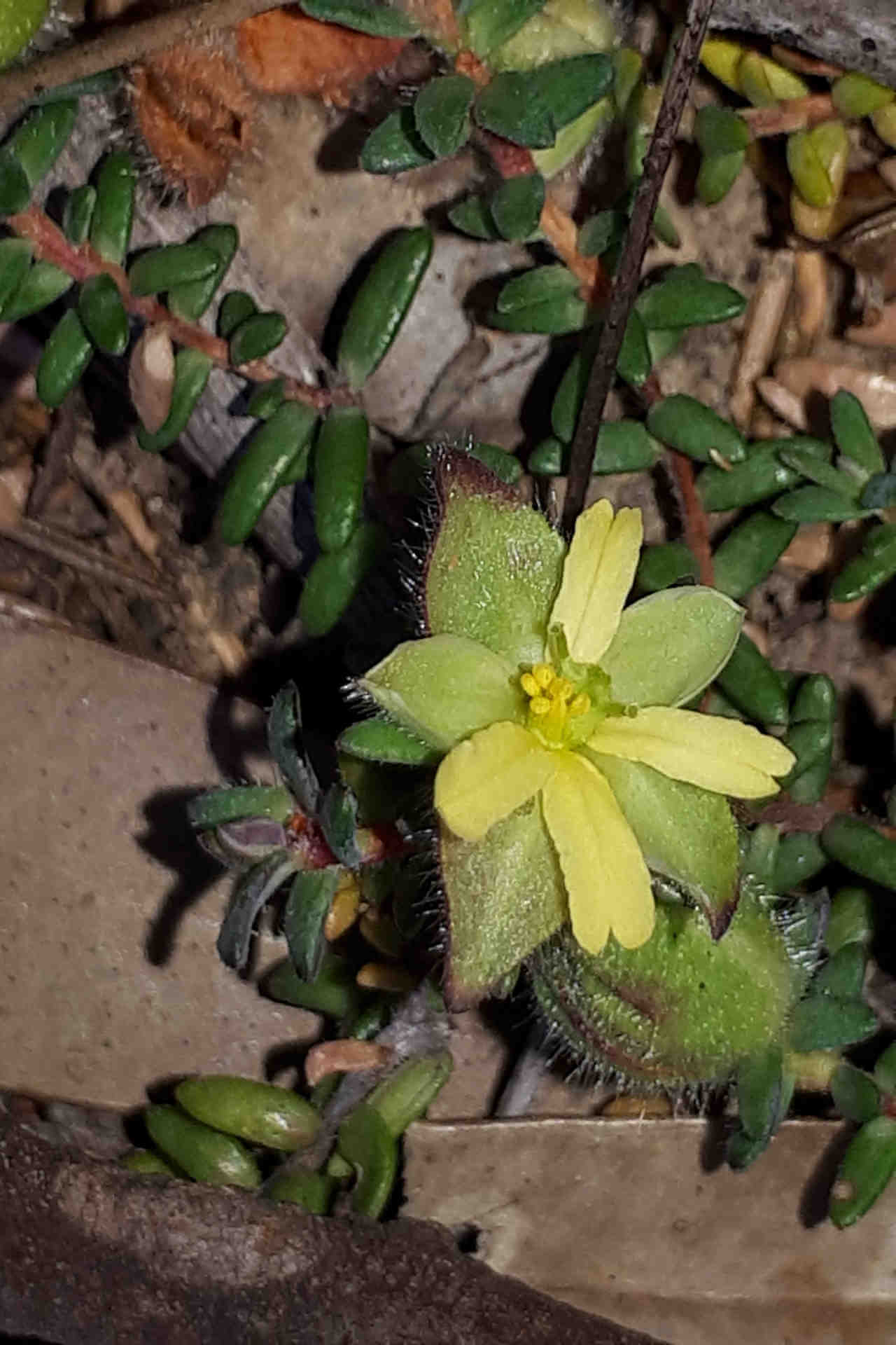 Close-up of a small yellow flower with delicate petals and a fuzzy centre, surrounded by green leaves