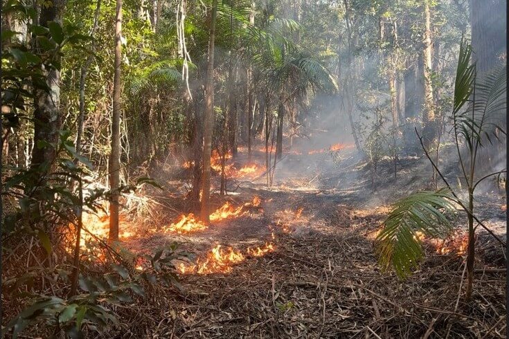 Low flames running through bushland in hr burn.