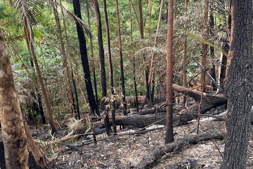 Patchwork burn pattern after hazard reduction in forested area.