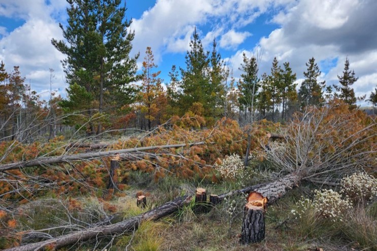 Felled trees lying next to stumps, with more trees behind.