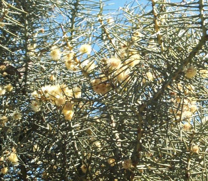 Acacia atrox