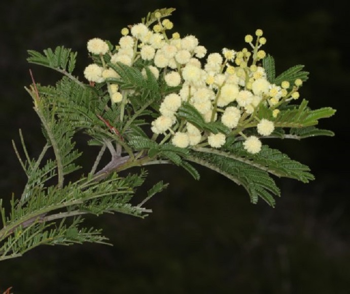 Acacia constablei