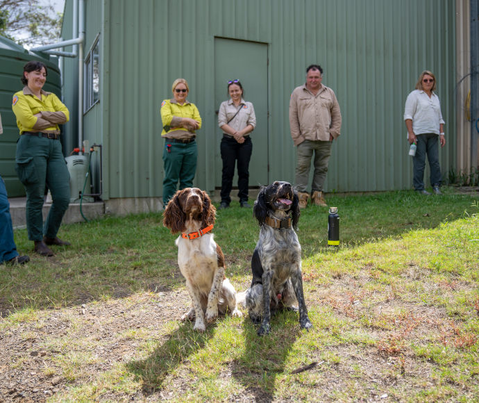 Alice and Echo are on the grass in the foreground, looking up at the camera. NPWS staff are standing behind the dogs.