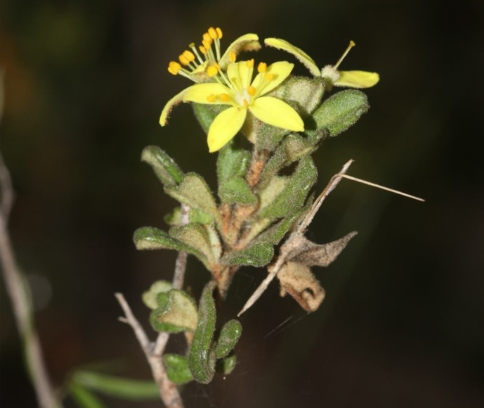 Close up of the small yellow flower of Asterolasia rupestris subsp. recurva B.J. Mole 